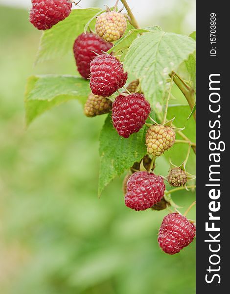 A group of fresh raspberries on branch