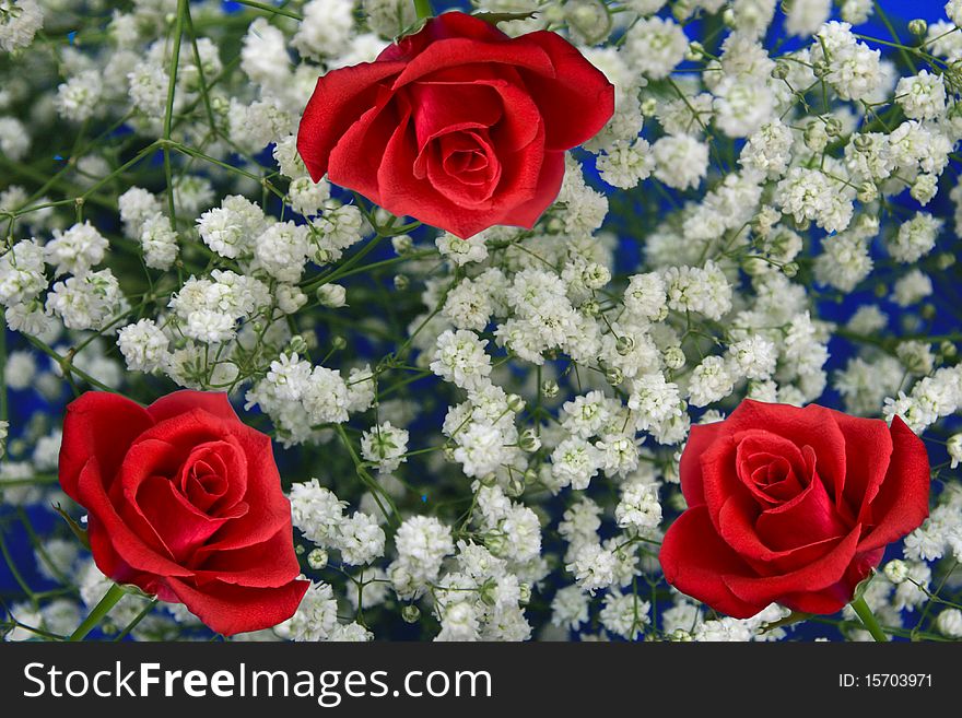 Three red rose on a background of white florets. Three red rose on a background of white florets
