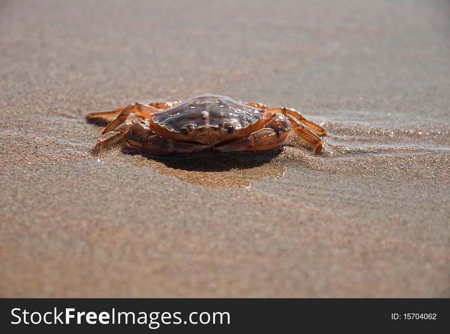 A living crab in the sand