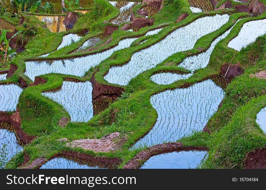 Reflection of the sky on the rice field covered with water. Reflection of the sky on the rice field covered with water