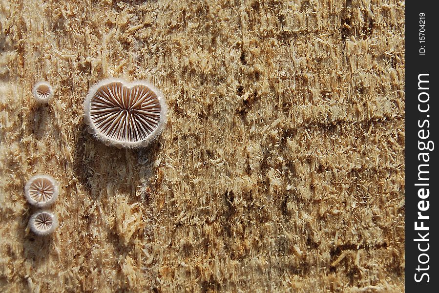 Fungi On Wood