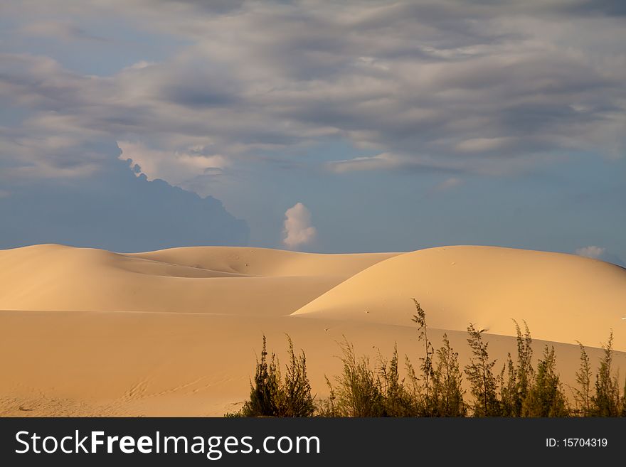 Sand dunes with plants in the front and a stormy sky in the background