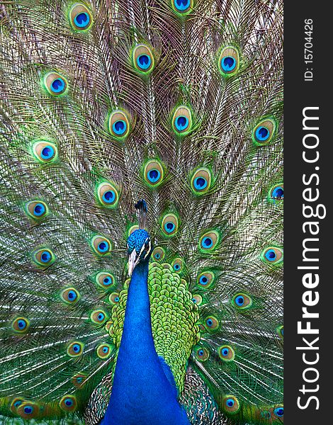 Peacock showing its beautiful, colorful tail in full spread