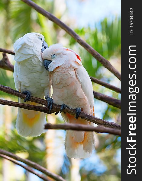 Pair of cockatoo on the tree