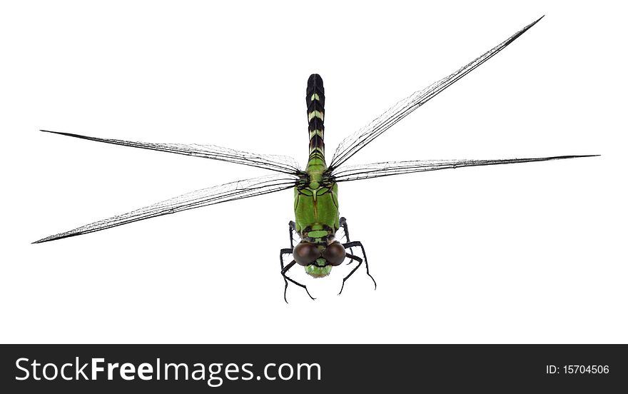 Eastern pondhawk dragonfly, Erythemis simplicicollis, isolated on white