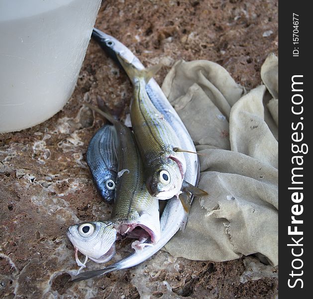 Colorful fish caught by a fisherman for sport in the Mediterranean Sea. Liguria, Italy. Colorful fish caught by a fisherman for sport in the Mediterranean Sea. Liguria, Italy