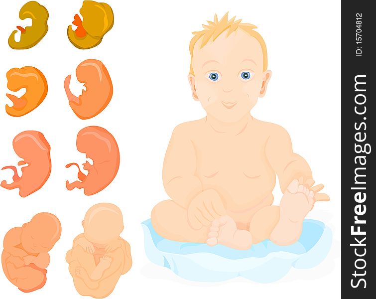 Birth of a baby, evolutionary phase. Birth of a baby, evolutionary phase