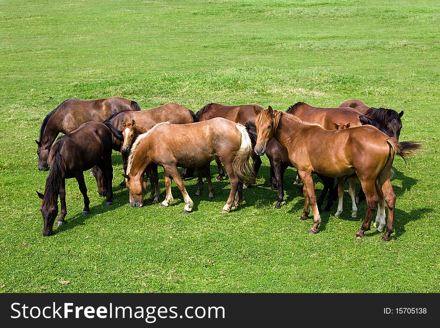 Some horses which are on a green field