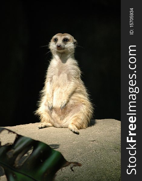 A meerkat sitting on the rock in the cave.