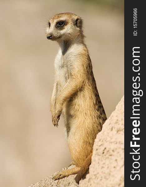 Suricata standing on a rock, copy space. Suricata standing on a rock, copy space.