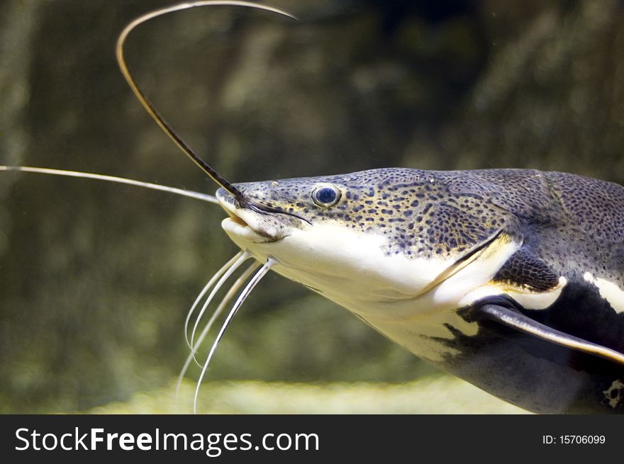 Fish in aquarium. catfish phractocephalus hemioliopterus. Fish in aquarium. catfish phractocephalus hemioliopterus