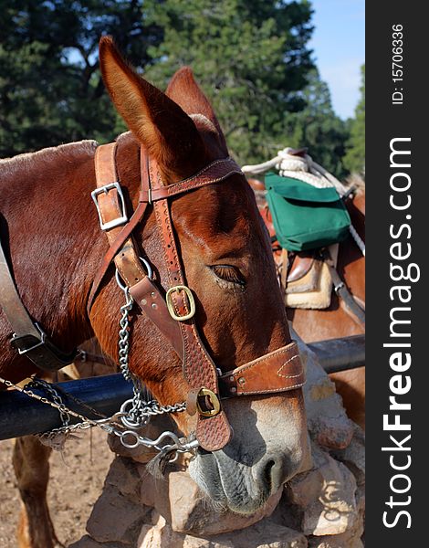 Mule At The Grand Canyon National Park