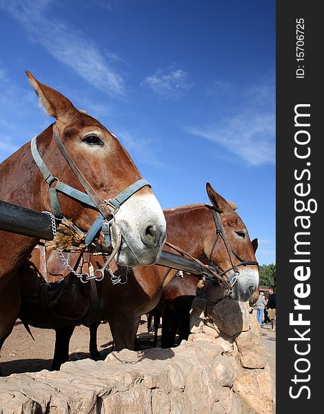 Mule at the Grand Canyon National Park