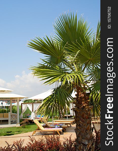 Palm tree against the blue sky and umbrellas