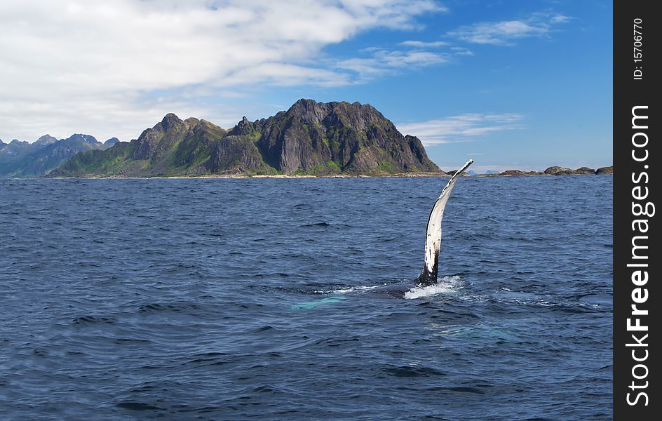 Whale in the Norwegian sea. Whale in the Norwegian sea