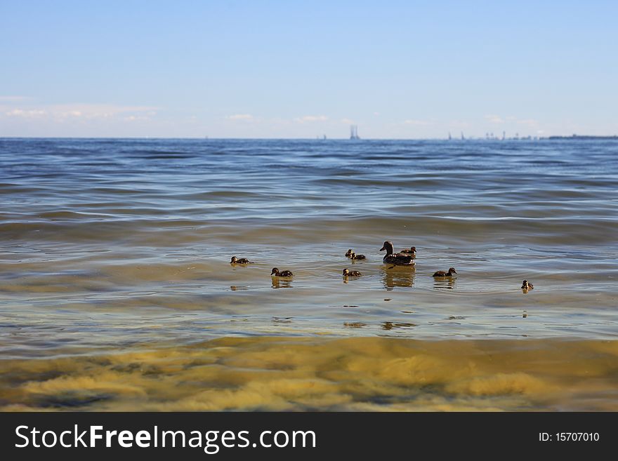 Wildlife duck - seaweed