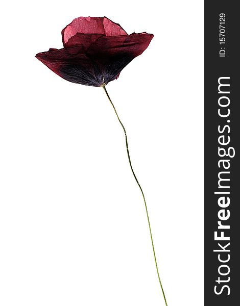 Dried Single Poppy Isolated On White