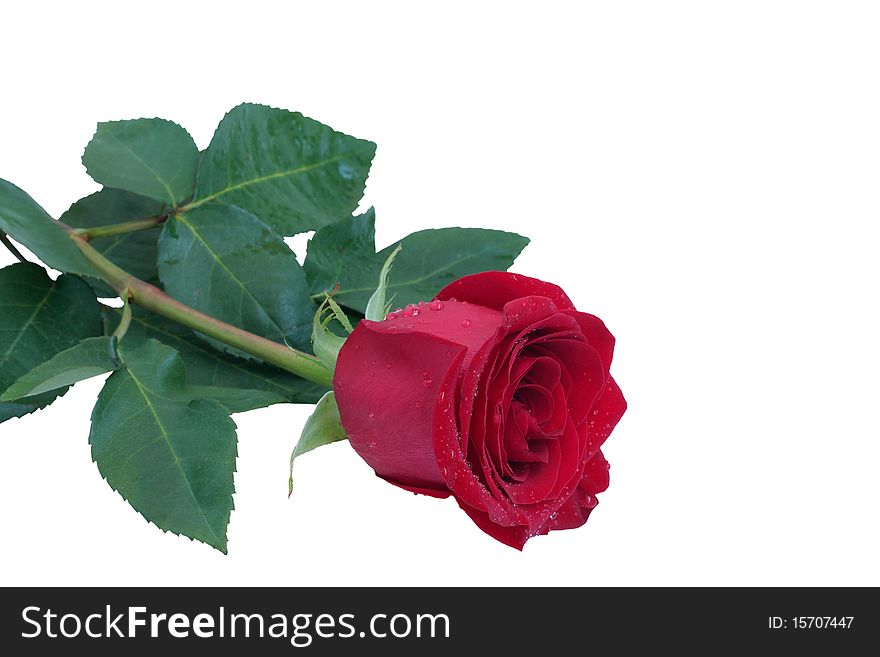 Red rose isolated on white background