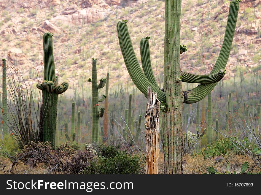 Stock image of Saguaro National Park, USA