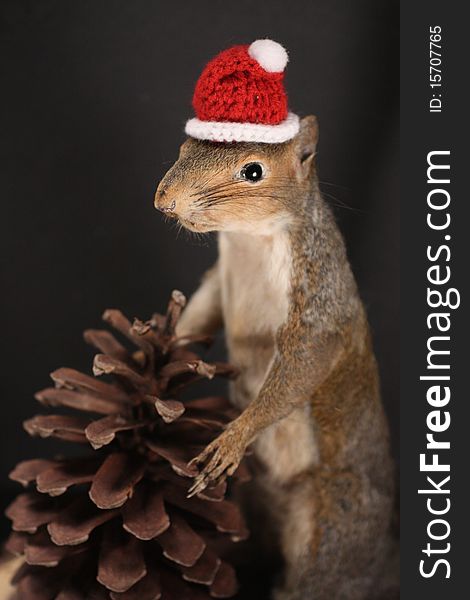 Grey squirrel mount in standing position with a Santa hat.