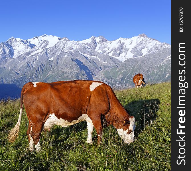 Cows in mountain on summer. Cows in mountain on summer