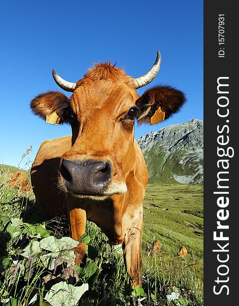 Mountain Cow Look