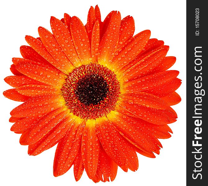 Red gerbera with drops of water isolated on white