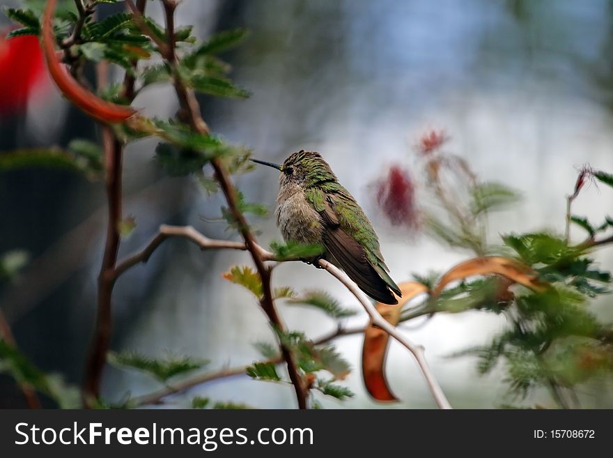Stock image of a humming bird