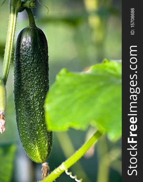 Fresh Green Cucumber