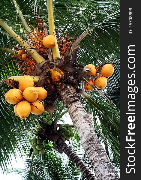 Coconuts (Cocos nucifera) Plantation in the Tropics. Coconuts (Cocos nucifera) Plantation in the Tropics