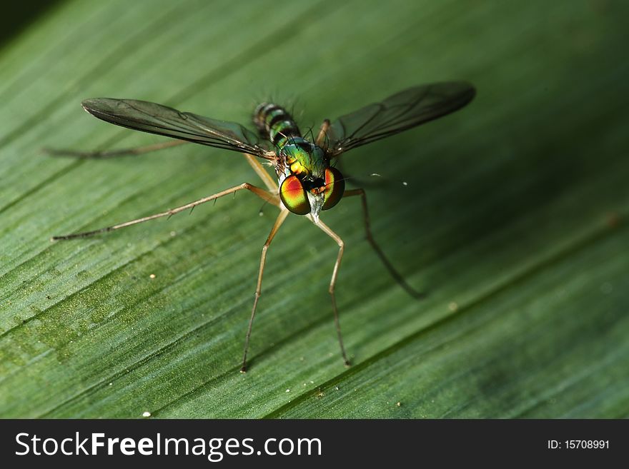 High Angle View of A Long Legged Fly (Genus: Condylostylus). High Angle View of A Long Legged Fly (Genus: Condylostylus)