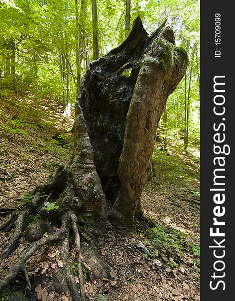 Old hollow trunk, in forest