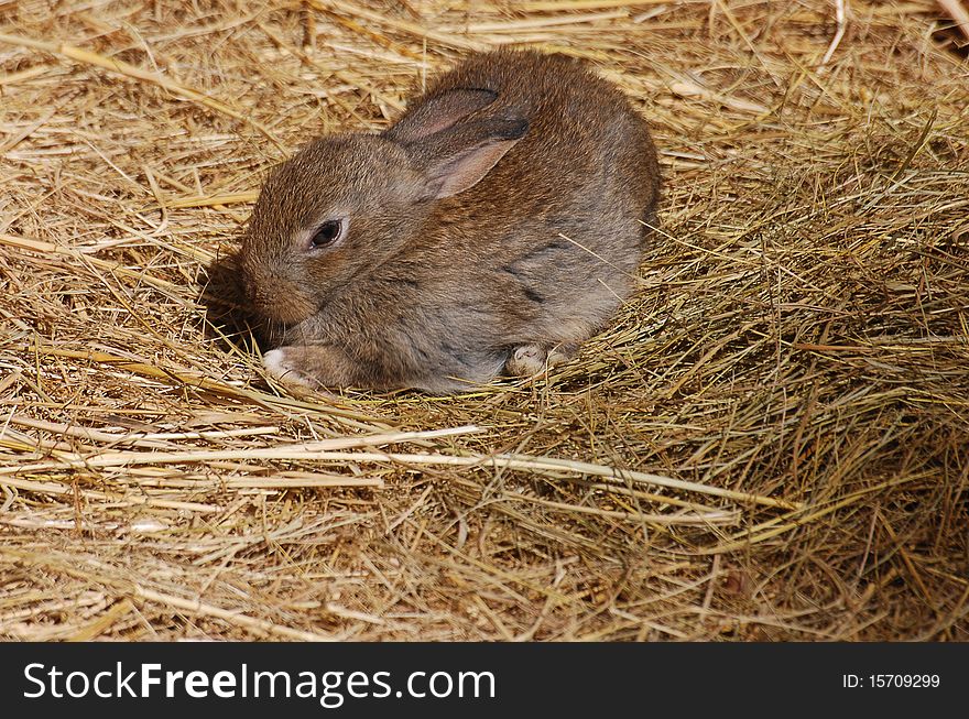 A brown rabbit in hay