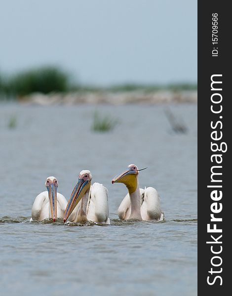 Three White Pelicans on water