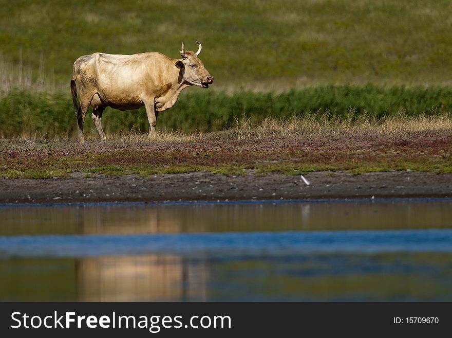 Brown Cow Grazing near Lake