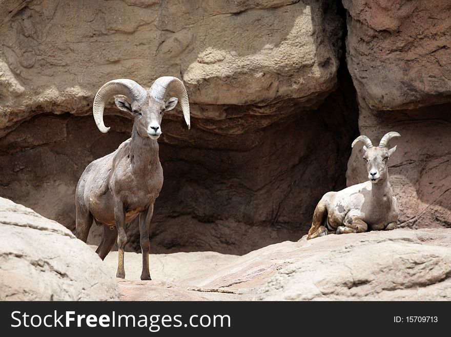 Stock image of a mountain goat