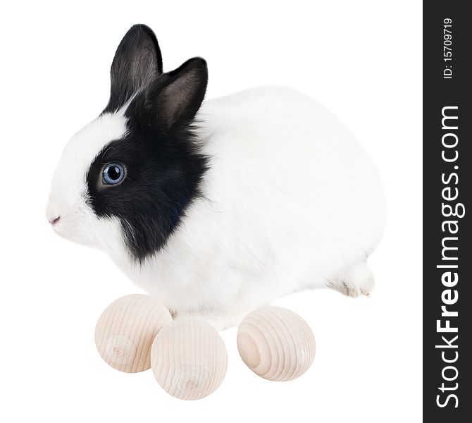 Rabbit with easter eggs isolated on white background