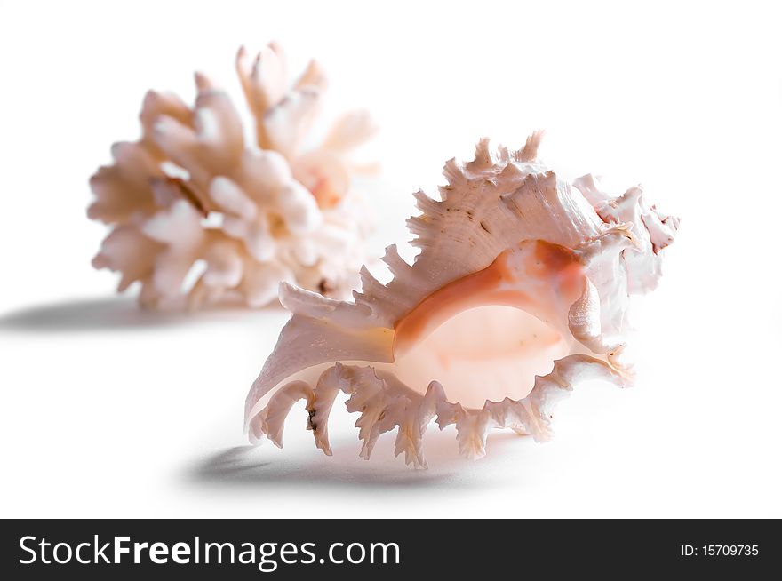 Large beautiful sea shells isolated on white background