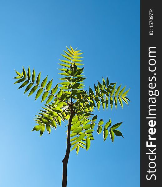 Tree against the blue sky