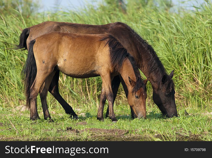 Two Horses Grazing near Reed