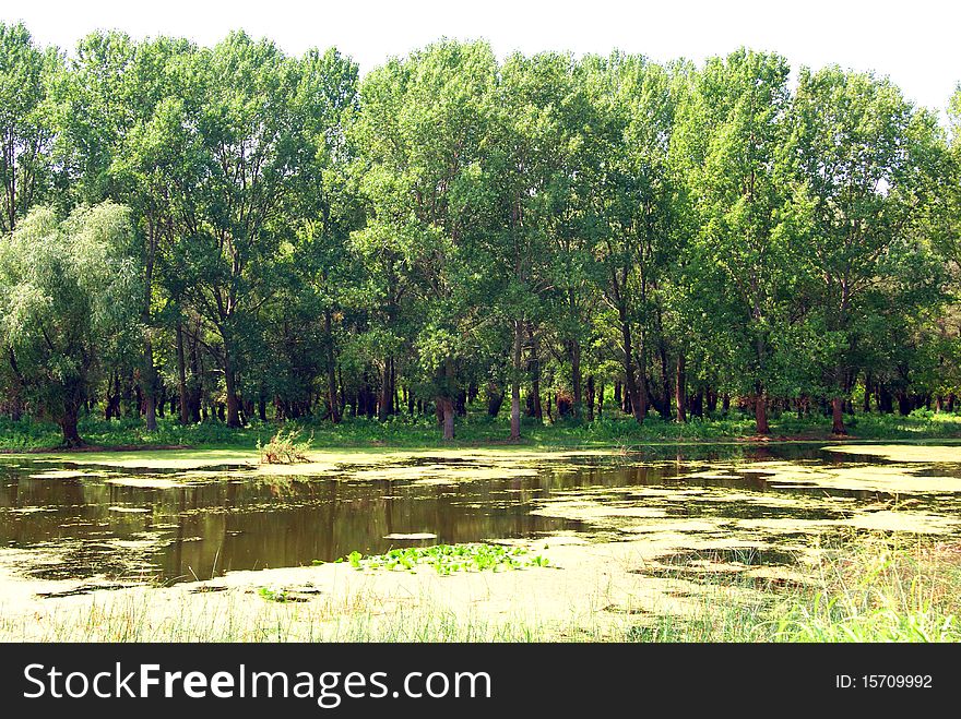 Landscape: Flooded forest in danube delta