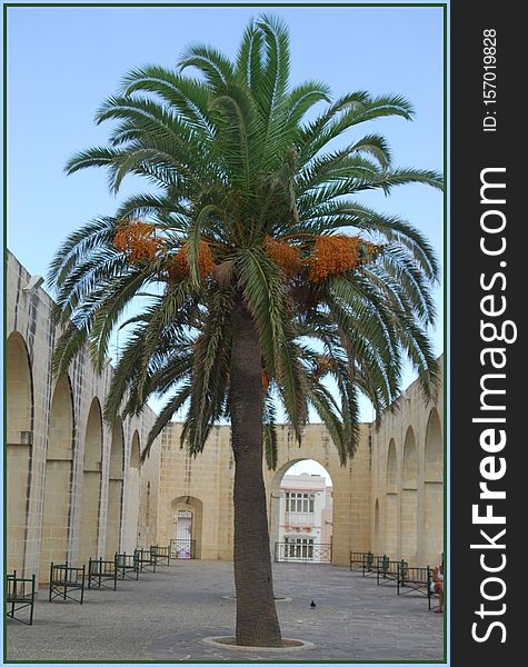 Tree, Date palm, Palm tree, Arecales, Plant, Woody plant