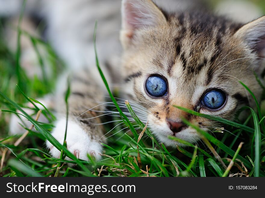 lovely kitty with blue eyes on the blurred background, cat, fur, pet, animal, kitten, look, cute, domestic, sweet, adorable, small, feline, portrait, outdoor, young, little, nature, baby, soft, pussy, mammal, whiskers, pretty, stare, hair, home, one, white, pedigree, nose, coon, life, backgroung, gray, cub, meincoon, breed, face, lovable, frisky, mustache, kittie, playful, vibrant