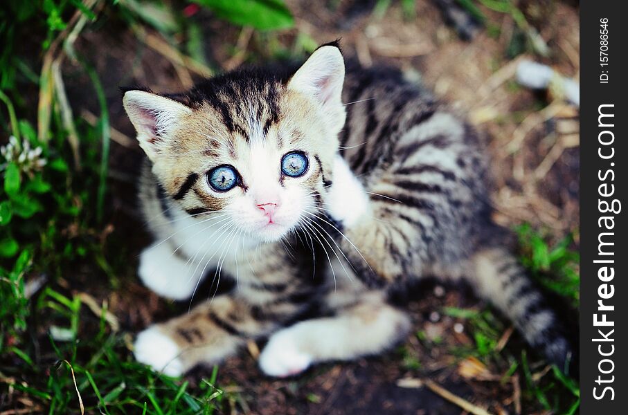 lovely kitty with blue eyes on the blurred background, adorable, animal, baby, backgroung, breed, cat, coon, cub, cute, domestic, face, feline, frisky, fur, gray, hair, home, kitten, kittie, life, little, look, lovable, mammal, meincoon, mustache, nature, nose, one, outdoor, pedigree, pet, playful, portrait, pretty, pussy, small, soft, stare, sweet, vibrant, whiskers, white, young