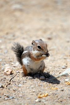 Chipmunk Stock Photo Chipmunk Stock Photo