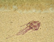 Poison Jellyfish On Beach . Royalty Free Stock Photo
