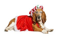 Basset Hound Dog Wearing A Mrs Santa Claus Outfit Royalty Free Stock Image Basset Hound Dog Wearing A Mrs Santa Claus Outfit Royalty Free Stock Image