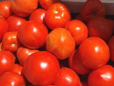 Tomatoes Royalty Free Stock Image Tomatoes Royalty Free Stock Image