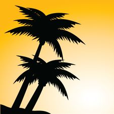 Palms Stock Images Palms Stock Images