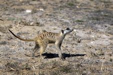Meerkat Or Suricate Royalty Free Stock Photos Meerkat Or Suricate Royalty Free Stock Photos